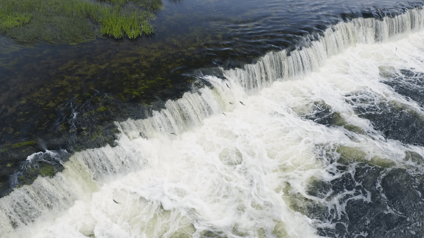 Fish Jumping - Reclaim Water-min